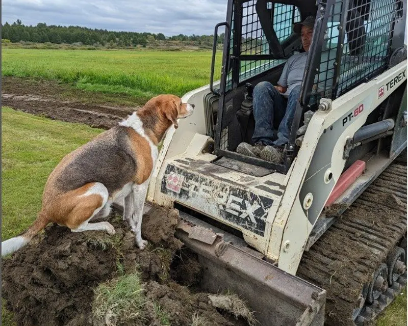 Charlie, the office dog and team mascot at ALM Construction & Landscaping in Ottawa